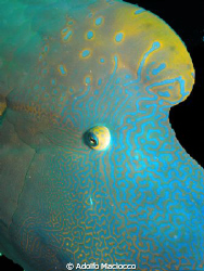 Napoleon Wrasse by Adolfo Maciocco 
